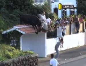 Video of the week: A load of old bull