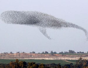 Picture of the Week: A starling whale
