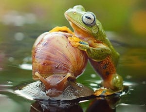 Picture of the Week: A taxi for Kermit