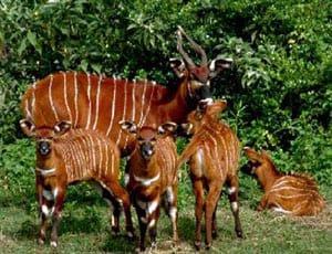 Going Bongo