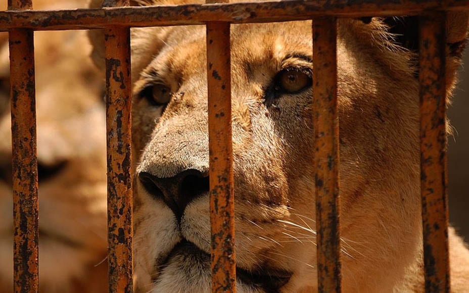 Free The Caged Big Cats