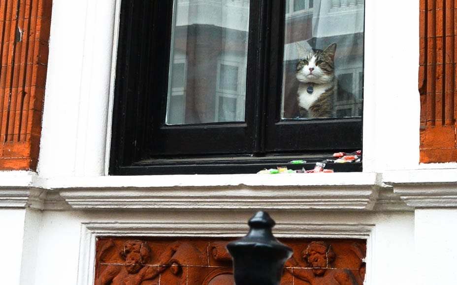 The Cat That Didn’t Get The Cream