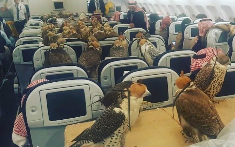 Picture of the Week – Come Fly With Hawks