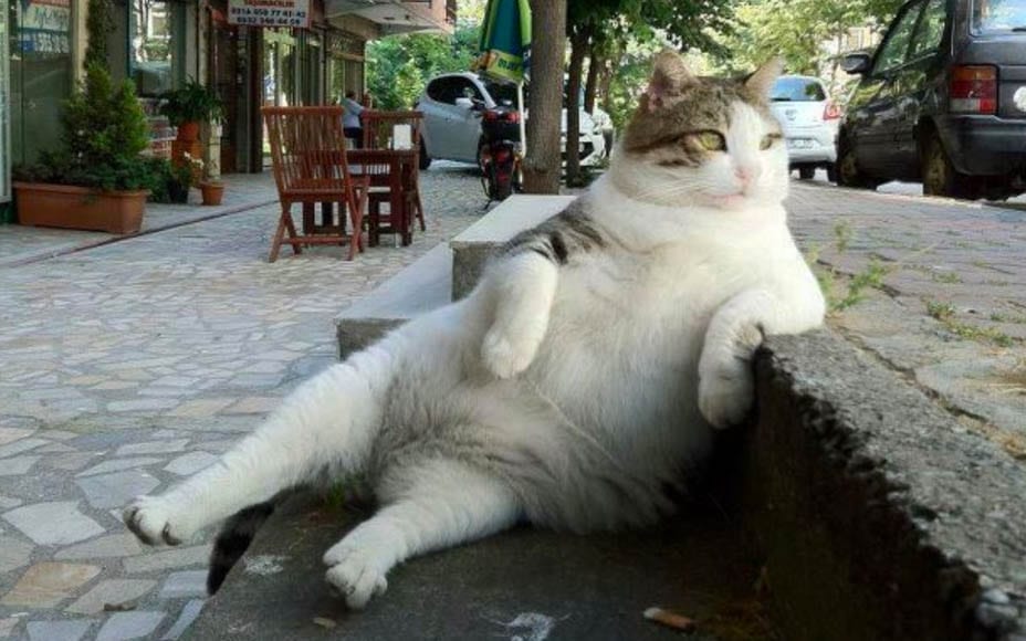The Flaws of Fat Cat Friday