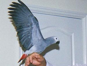 Help find the EastEnders parrot