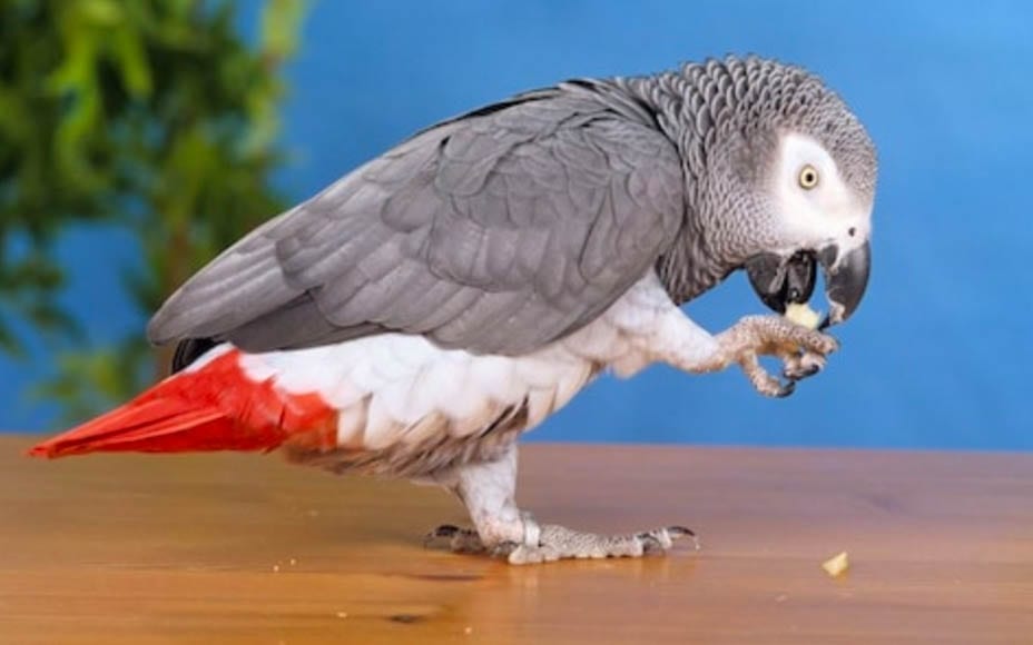 Parrot Trends