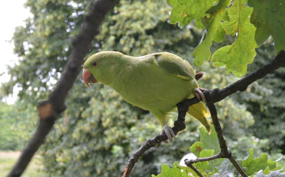 Pandemonium of Park Parakeets
