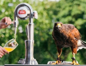 Reader Offer: Pour the perfect pint