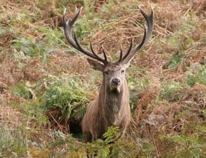 Of mice and stags