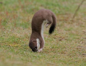 Breakdancing stoats