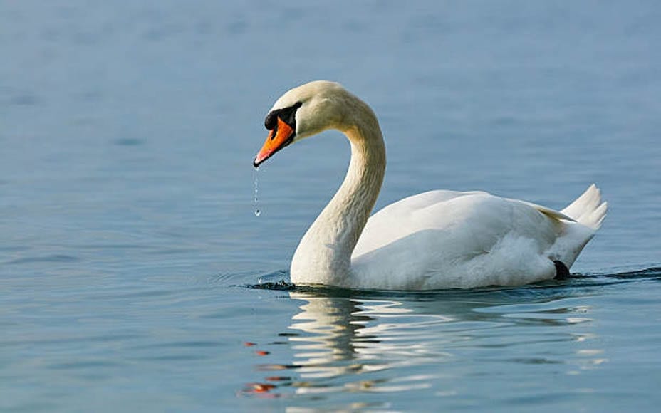 Save The Swan