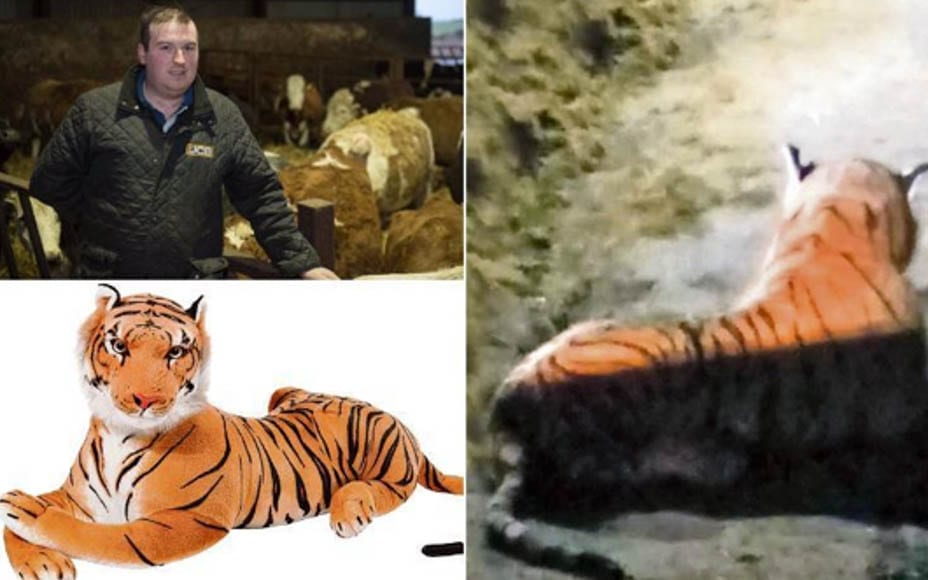 Tigger Bounces into a Cowshed