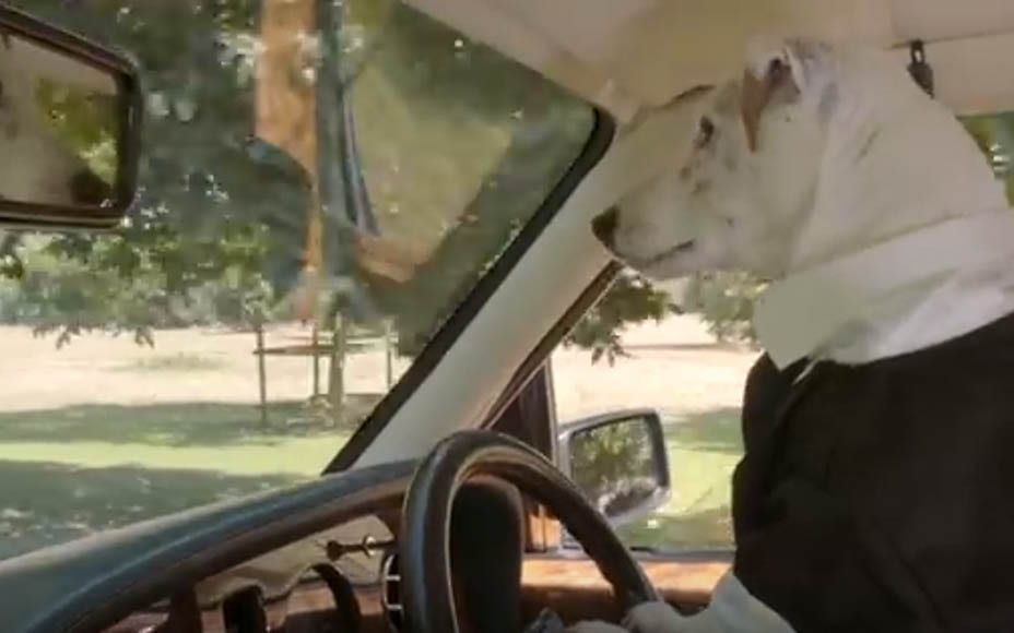 Video of the Week – Wedding Dogs