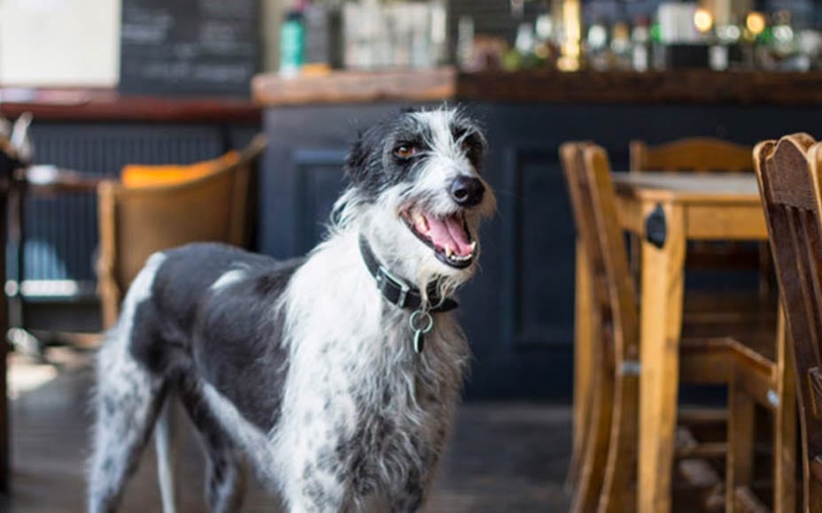 Brexiteer Tim Martin’s Dog’s Dinner