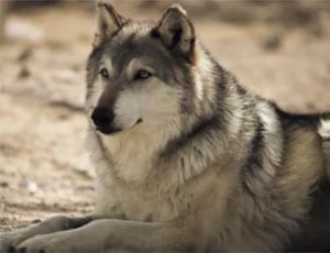Video of the Week: How wolves change rivers