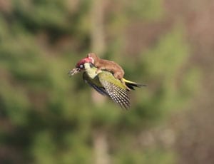 Picture of the Week: Keep your pecker up