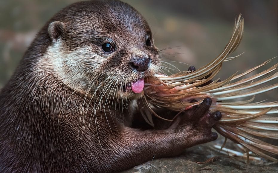 Angry About Otters