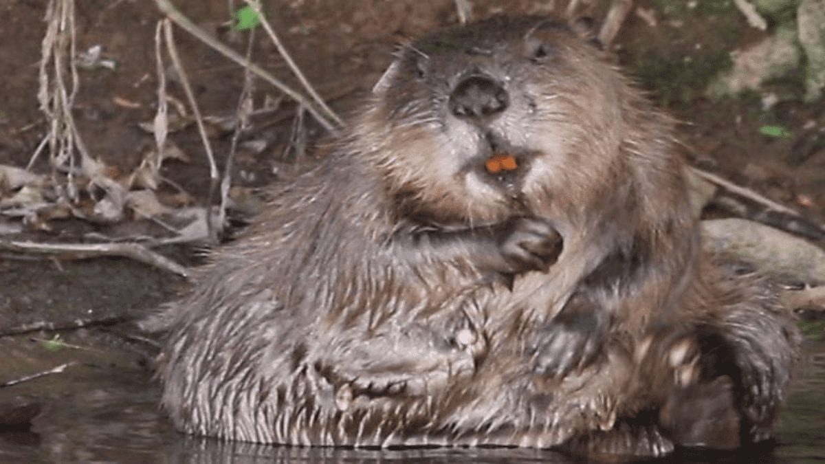 Bring Back The Beaver!