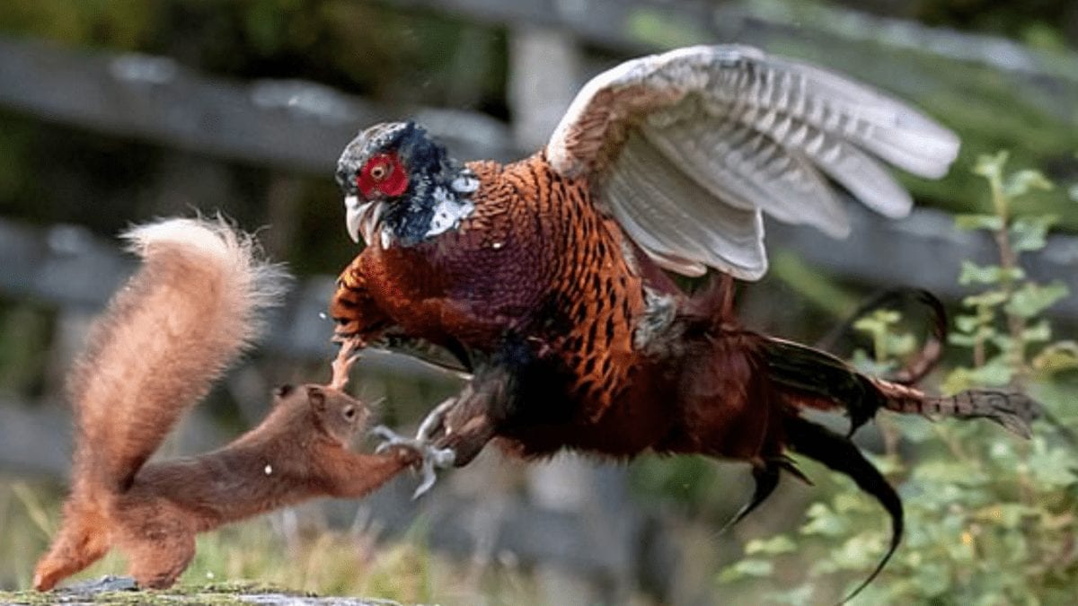 Picture of the Week – A Red Squirrel Riot