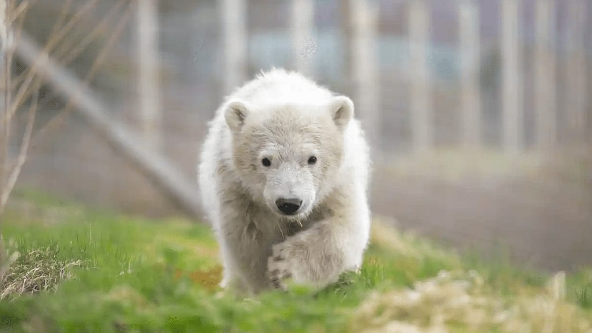 Hurrah for Hamish!
