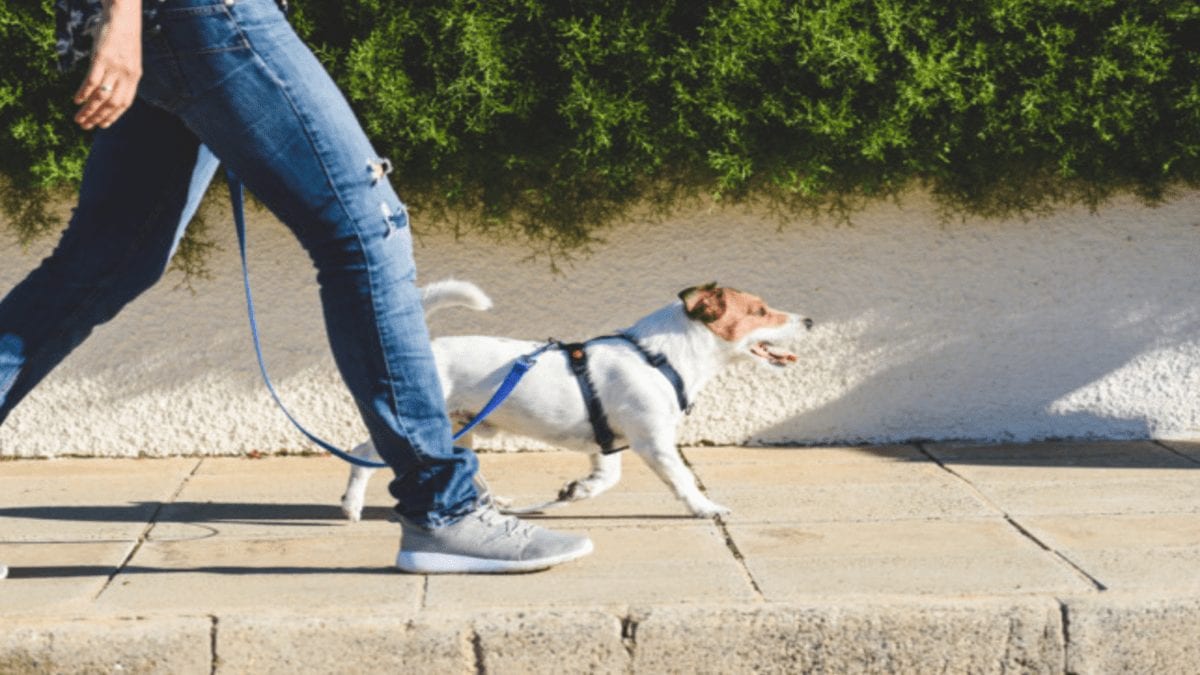 The Wonders of Walking