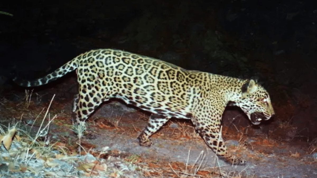 Trump’s Jaguar Wall