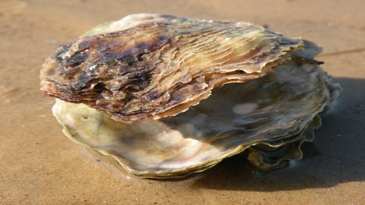 Oysters Ahoy!