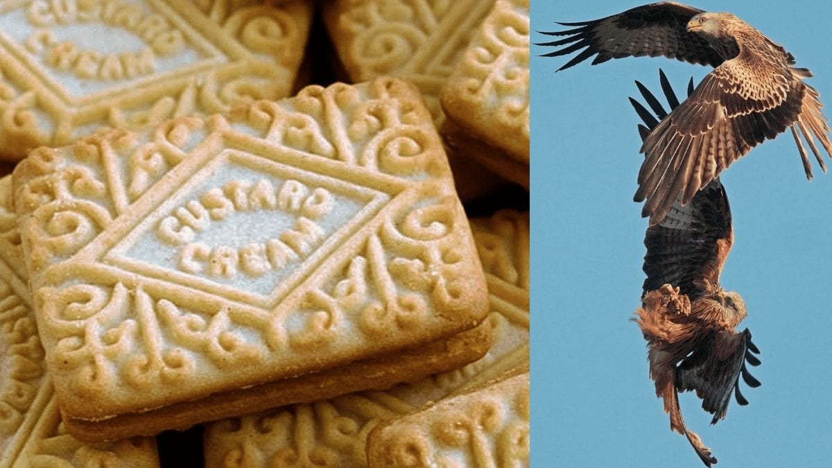 Custard Cream Gate