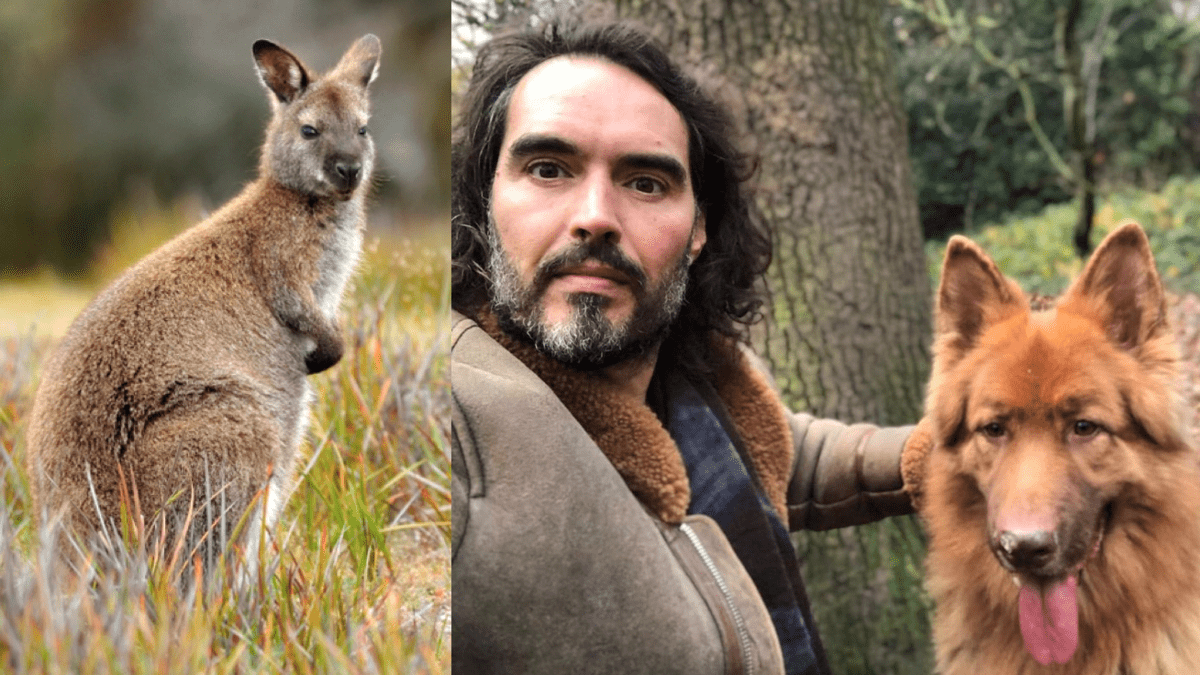 Branding Henley’s Wallaby Killer