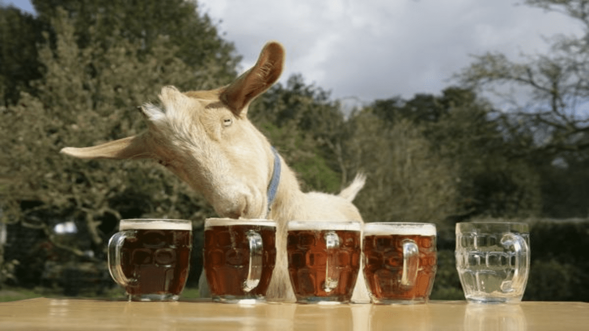 Goat Killers Gone! Mark’s Club Banish Sick Capreolus Club