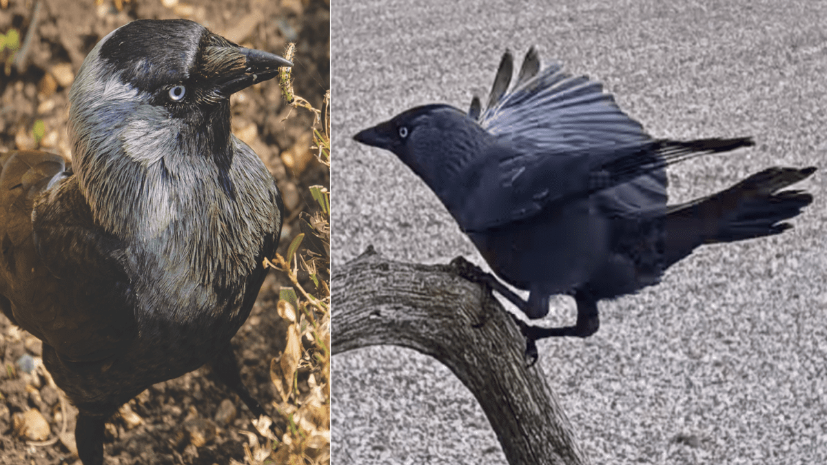 Hero of the Hour 2022 – ‘Derek’ The Doncaster Jackdaw