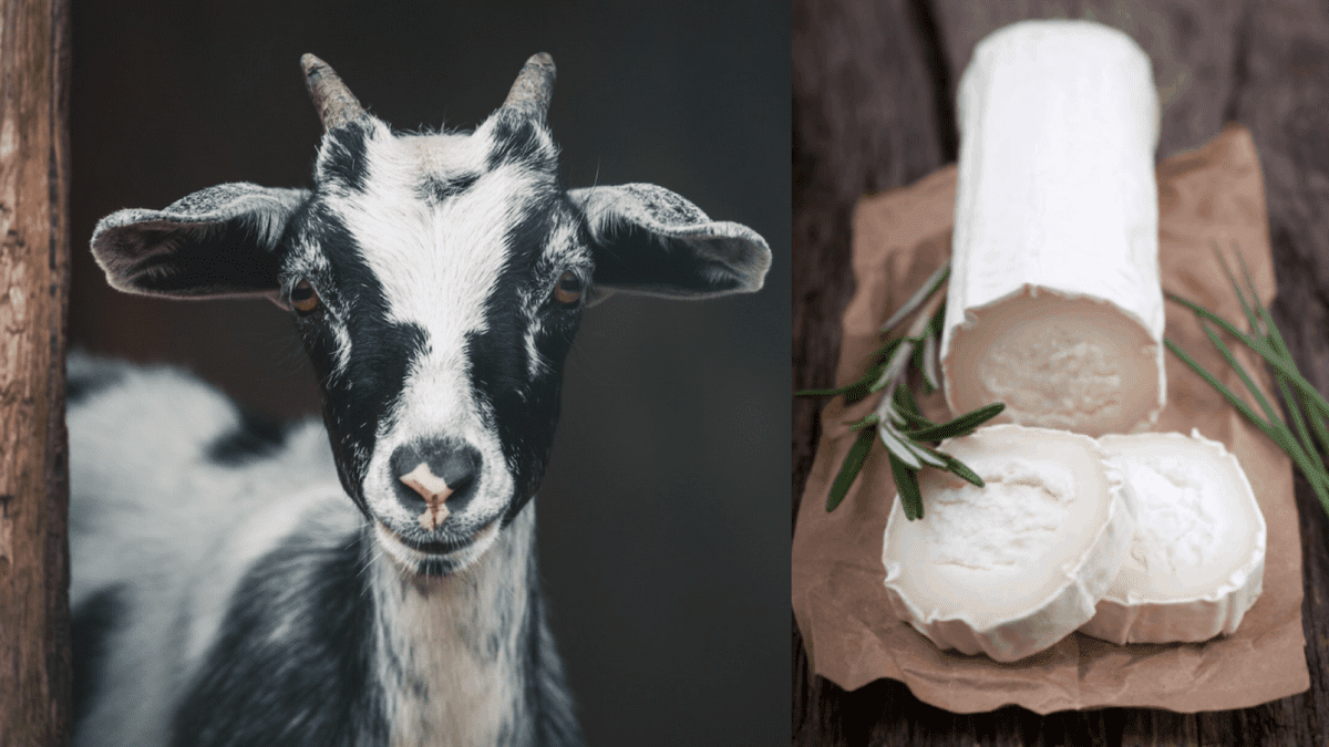Getting One’s Goat – A Cheesy Conundrum – Goat vs Goats vs Goat’s vs Goats’ Cheese